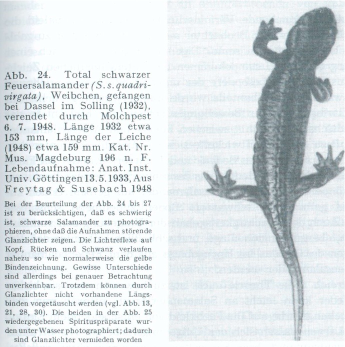 salamandra atra